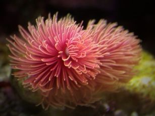josem5 - Foto - Coral: Coral
